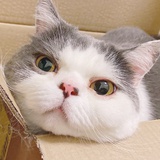 皮猪今吃秋噜咩