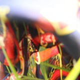 野月