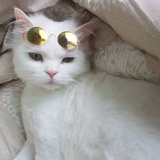 金灿灿的元宝