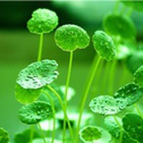 三芈网络