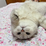 冻奶茶不要冰