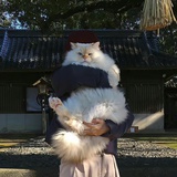 泰迪小姐