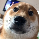 喵小汪