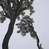 汀白