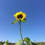 满脑子白点