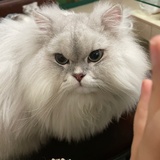 麻辣太妃糖