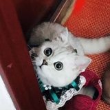 暴躁鱼在线暴躁