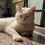 酱油小丸子
