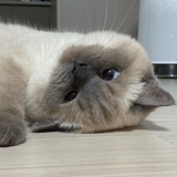 啊啦呆呆