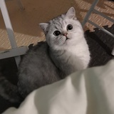 cocotia