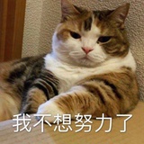 改日再战菠萝包