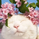 花儿