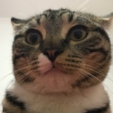 懵懵懂懂梦小游