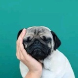 摩的摩的_D