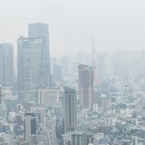 雨树乌鸦