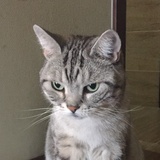 豆苗