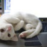猫小乐