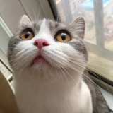 二氧化梦