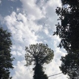 嘉楠