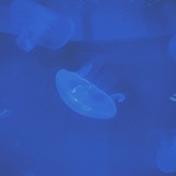 M83y
