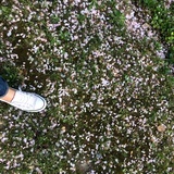 阿米不爱吃大米