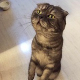 豆半