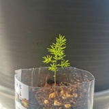 耳背
