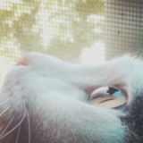 夏逢