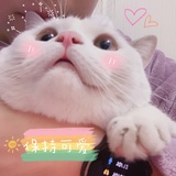大夫是只猫