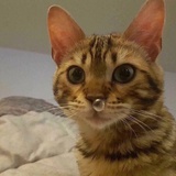 Jinx