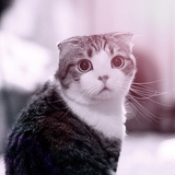 猫猫