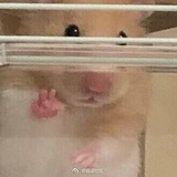 ZzzDinGmmm