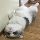 吃西兰花