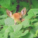 留白