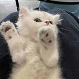 Cattttt