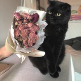 甜野葵