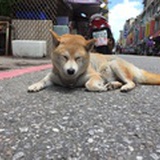 大绵阳yang