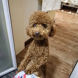 咚咚锵