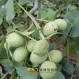 优质核桃苗