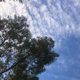 呦呦鹿鸣