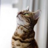 老爷爷与猫
