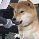 大龄柯基