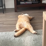 呓语旁白