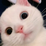 LLL_COUGAR