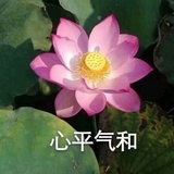 好运莲莲