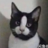 屌面猫
