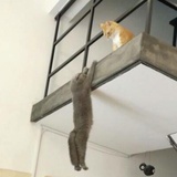 柠檬