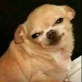 游在水里的猪