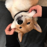 陳見聞