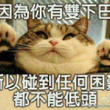 猫爪
